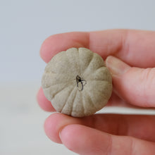 Load image into Gallery viewer, Pumpkin Pal